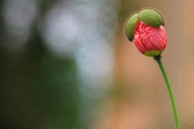 Close-up of fresh pink flower bud