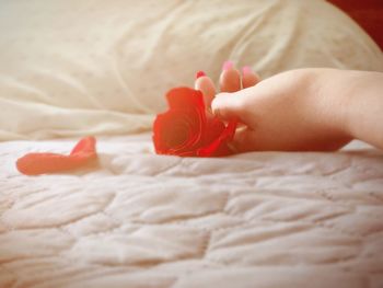 Close-up of hand holding red rose in bed