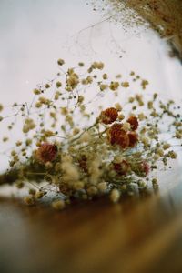 Close-up of white flowering plant in winter