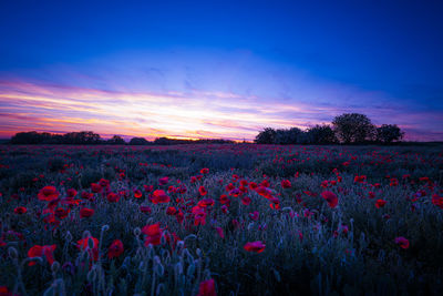 Scenic view of flowering plants on field against sky during sunset