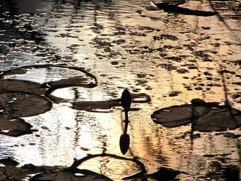 Reflection of trees in water