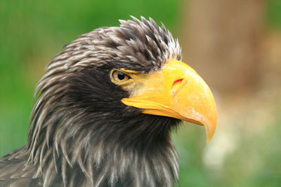 Close-up of a bird looking away