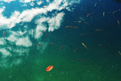 Close-up of fish swimming in water