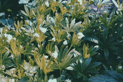 Close-up of white flowers