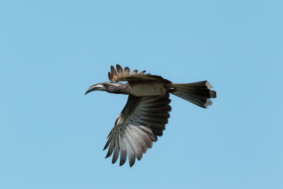 Low angle view of hornbill flying in clear blue sky