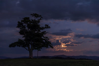 Silhouette tree on field against sky at sunset