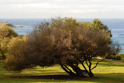 Trees by sea against sky