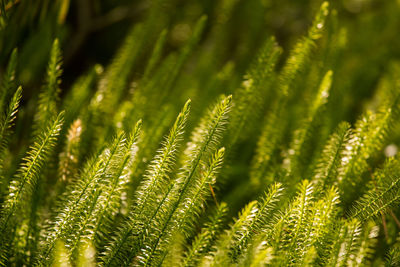 Close-up of fern leaves