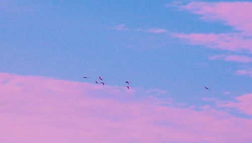 Low angle view of airplane flying in sky