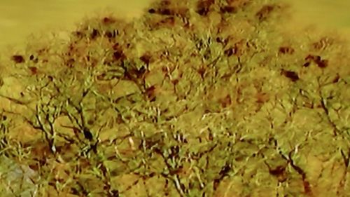 Full frame shot of yellow leaves
