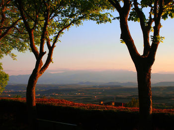 Trees on countryside landscape