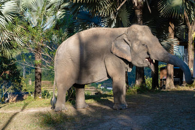 Elephant walking on field