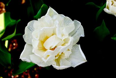 Close-up of white rose