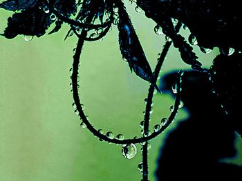 Close-up of water drops on leaf