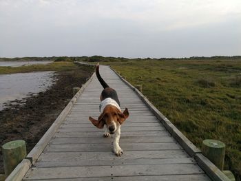 Dog on dirt road against sky