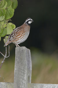 Close-up of bird perching on wooden post