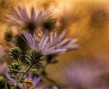 Close-up of purple flower blooming outdoors