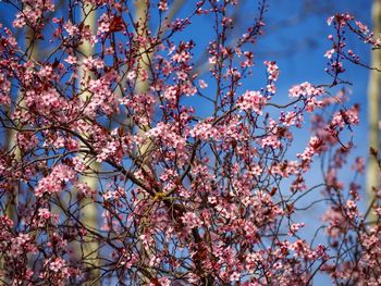 Low angle view of pink flowers blooming on tree