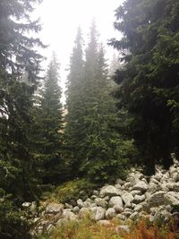 Trees in forest against sky