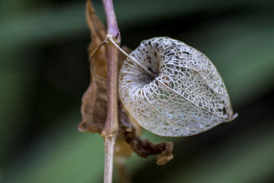 Close-up of flower