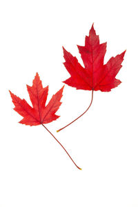 Close-up of maple leaves against white background