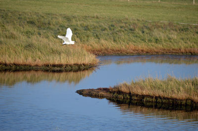 Bird flying over lake