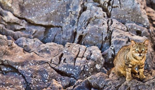 Close-up of lizard on rock