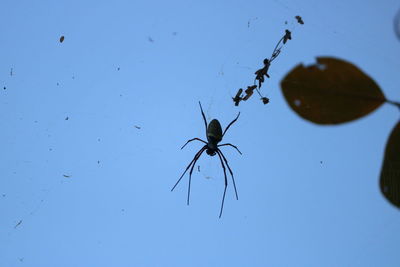 Close-up of spider against clear blue sky