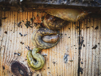 Close-up of snail on wood