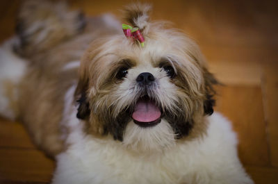 Close-up of a dog