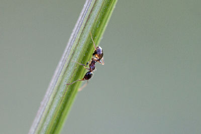 Close-up of insect on wall