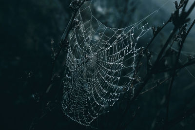 Close-up of water drops on spider web