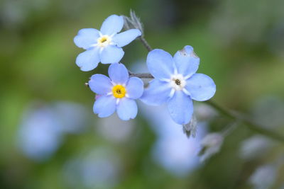 Close-up of purple flowers blooming outdoors