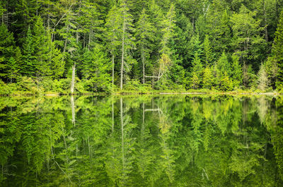 Scenic reflection of trees in calm lake