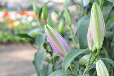 Close-up of purple flowering plant