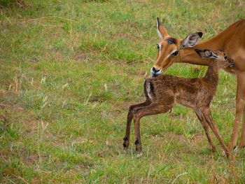 Side view of deer standing on land