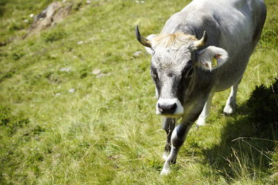 Portrait of cow