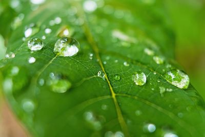 Close-up of raindrops on leaves