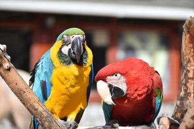 Close-up of parrot perching on branch