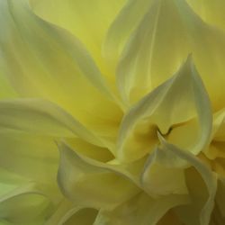 Close-up of yellow flower