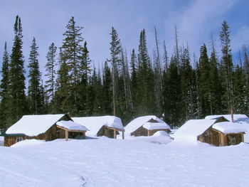 Panoramic view of pine trees on snow covered field