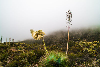 Scenic view of field in foggy weather