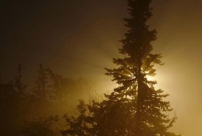 Low angle view of trees at sunset