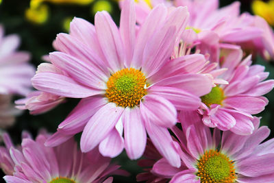 Close-up of pink flower