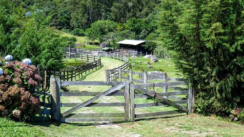 View of trees in park