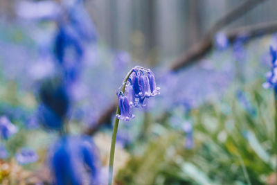 Close-up of purple flower blooming outdoors