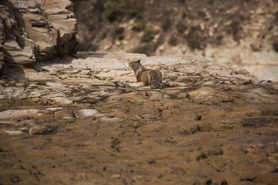 Rocks on rock formation