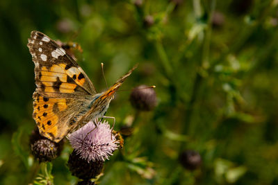 Close-up of butterfly pollinating on flower