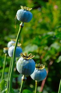 Close-up of opium poppy buds in park