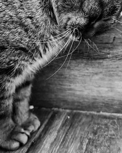 Close-up of a cat